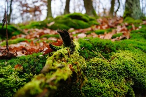 moss green autumn