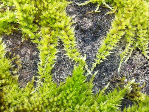 moss green overgrown