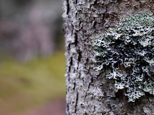 moss tree nature