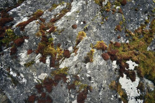 moss stone rock