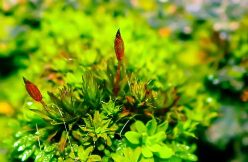 moss green lichen