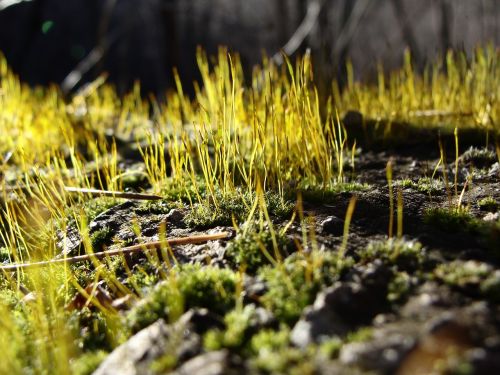 moss close-up nature