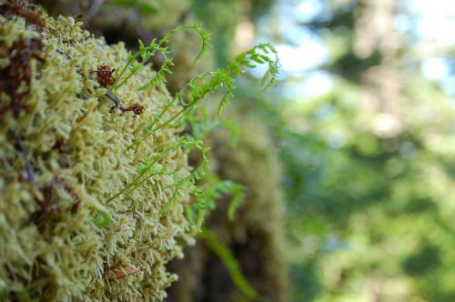 moss forest macro