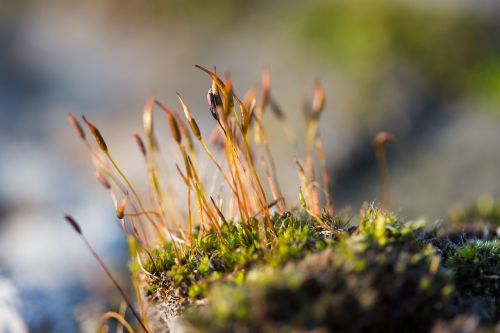 moss plant wallpaper