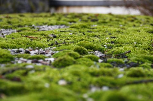 moss nature green