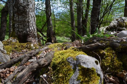 moss forest into the woods