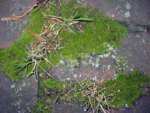 moss plant