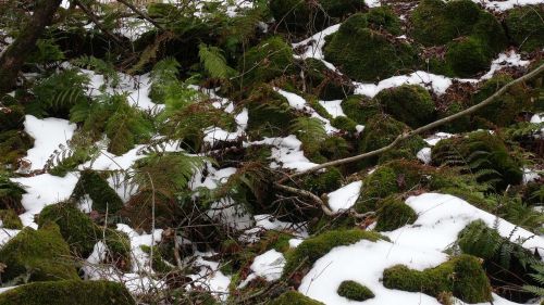 moss winter rock