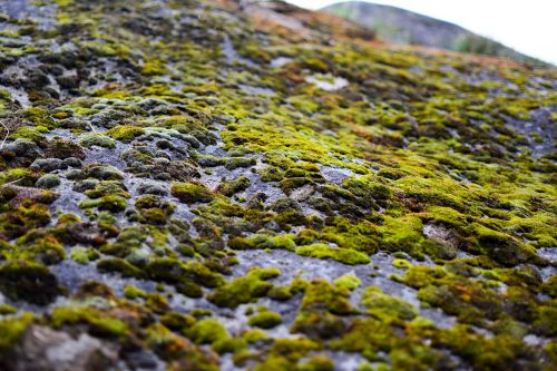 moss rock stone