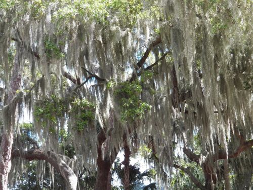 moss cover trees