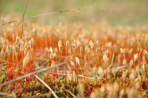 moss overgrown closeup