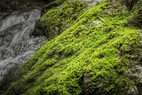 moss nature waterfall