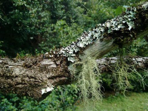 moss tree rainforest