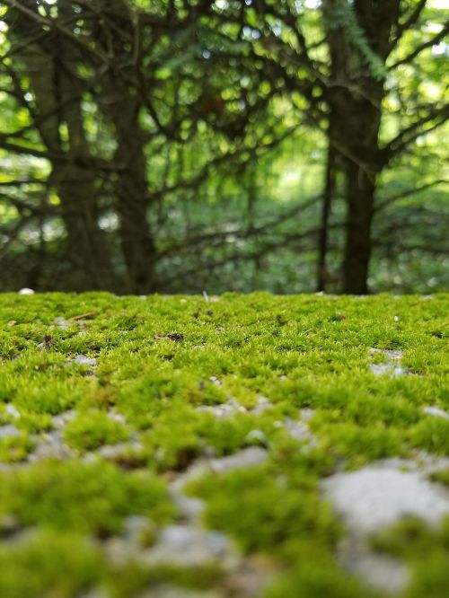 moss green trees