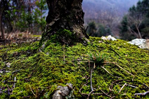 moss green plant