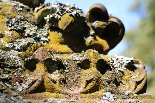 moss lichen tombstone