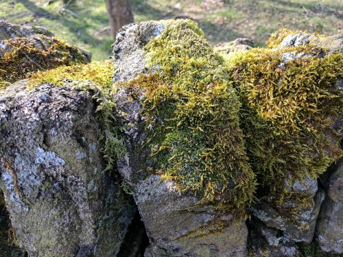 moss greenery drystone wall