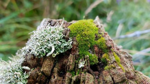 moss weave fence post