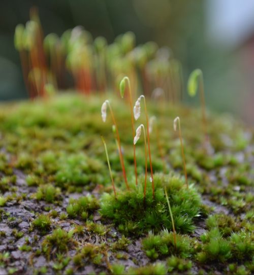 moss lichen green