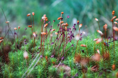 moss forest nature