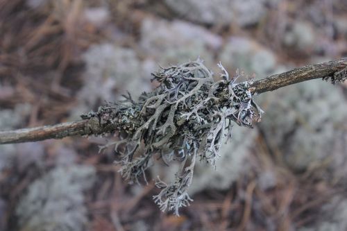moss lichen forest