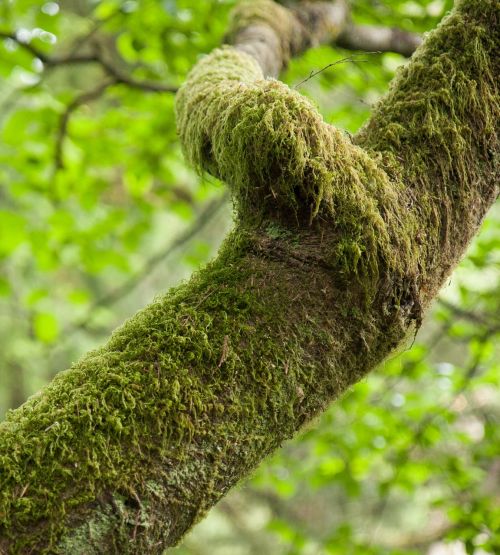 moss green woods