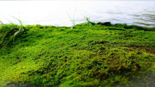 moss lake nature