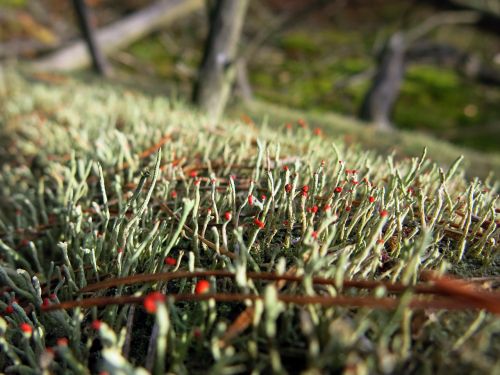 moss log forest floor