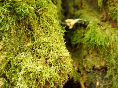 moss green forest