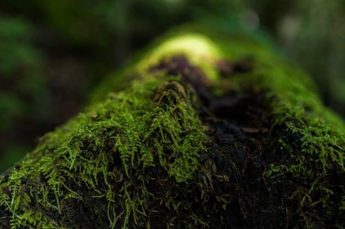 moss log nature