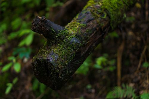 moss log nature