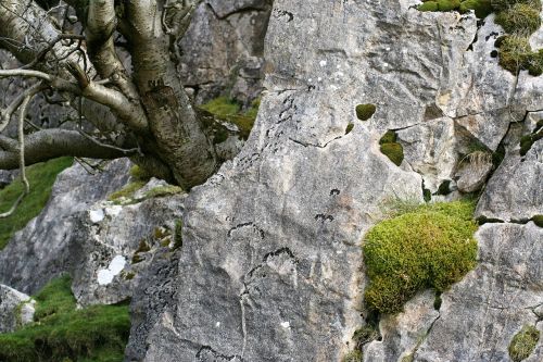 moss stone rock