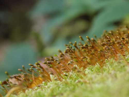 moss macro wet