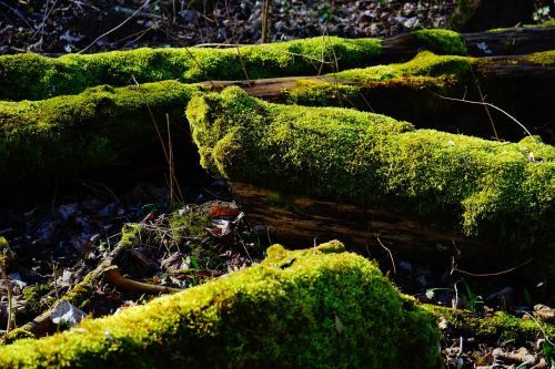 moss forest tree trunks