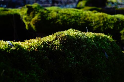 moss forest tree trunks