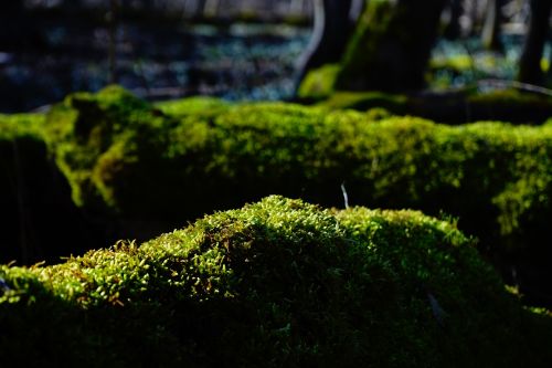 moss forest tree trunks