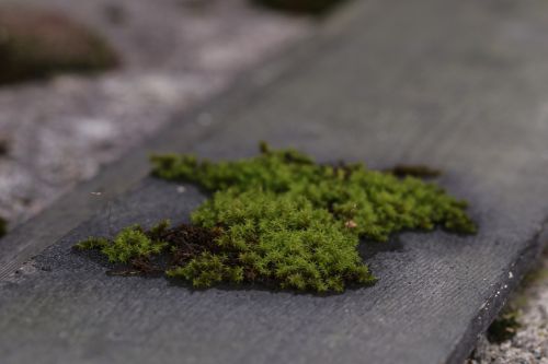 moss green nature