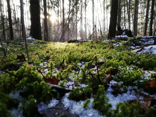 moss forest spring