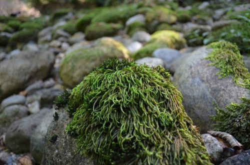 moss creek river bed