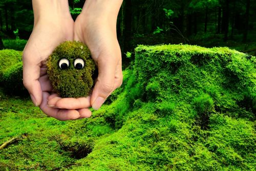moss ecology environment