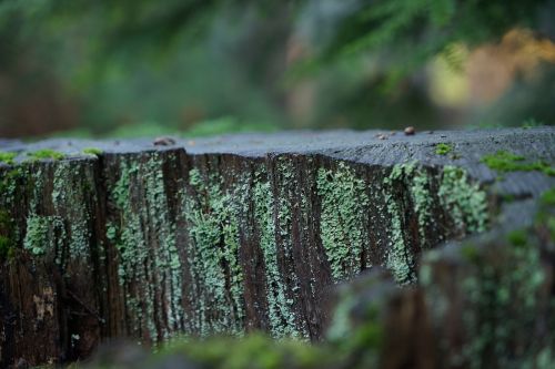 moss trees forest