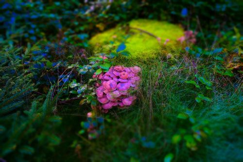 moss mushroom nature