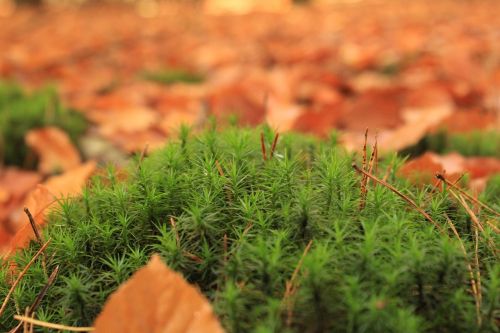 moss nature fall