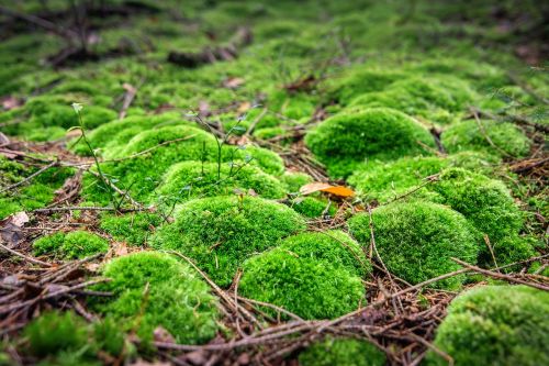 moss forest green