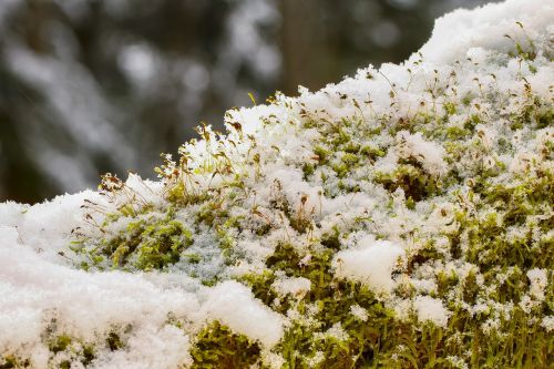 moss snow winter