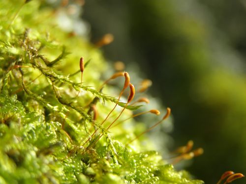 moss nature plant