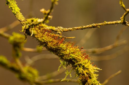 moss branch forest