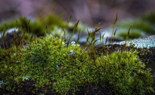 moss nature spring