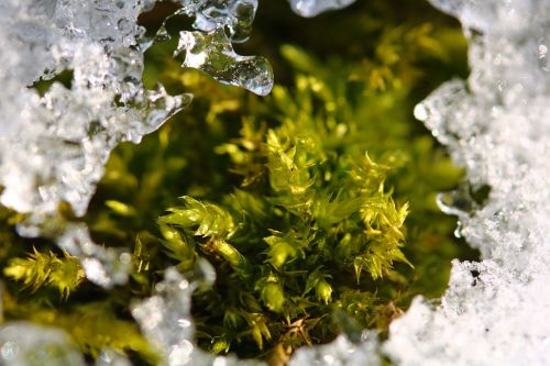 moss ice winter