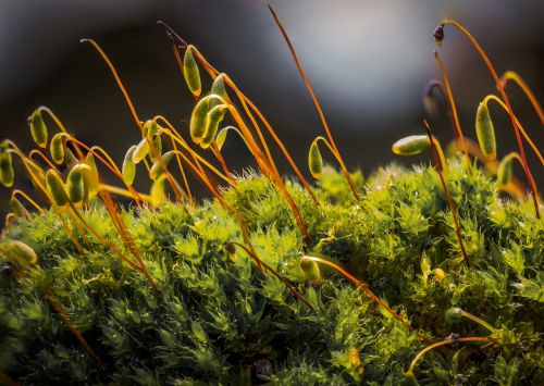 moss nature spring